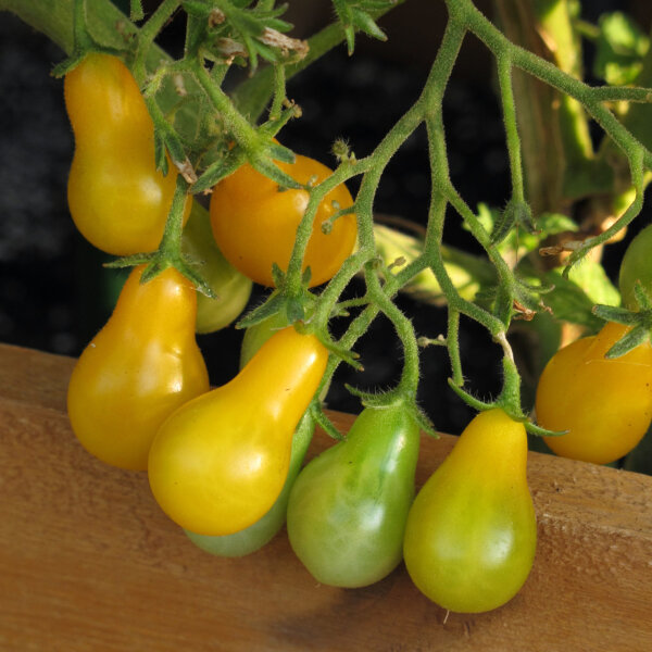 Tomate cherry amarillo ‘Yellow Pear’ (Solanum lycopersicum) semillas