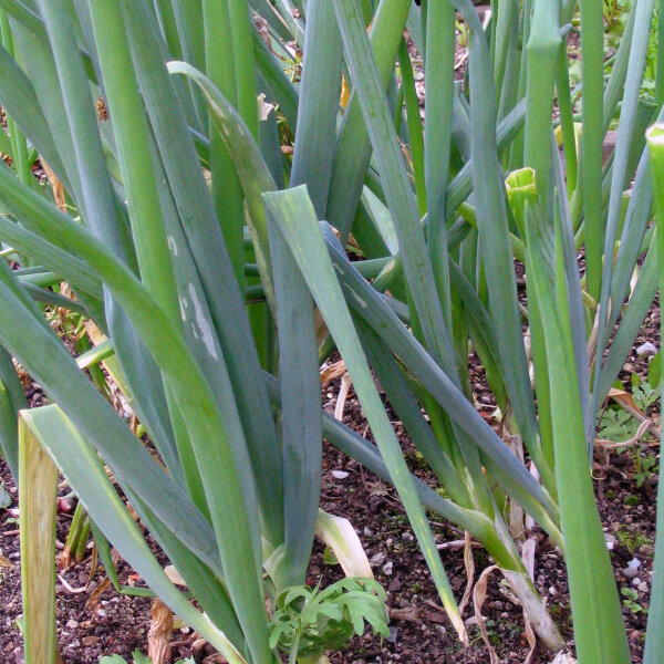 Cebolleta White Lisbon  (Allium cepa) semillas