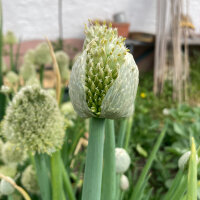 Cebolleta White Lisbon  (Allium cepa) semillas