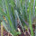 Cebolleta White Lisbon  (Allium cepa) semillas