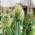 Cebolleta White Lisbon  (Allium cepa) semillas