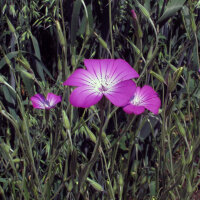 Neguilla (Agrostemma githago) semillas