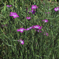 Neguilla (Agrostemma githago) semillas