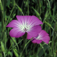 Neguilla (Agrostemma githago) semillas