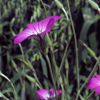 Neguilla (Agrostemma githago) semillas