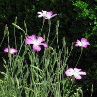 Neguilla (Agrostemma githago) semillas