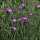 Neguilla (Agrostemma githago) semillas