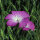 Neguilla (Agrostemma githago) semillas