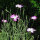 Neguilla (Agrostemma githago) semillas