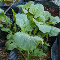 Col de Abisinia (Brassica carinata) semillas