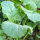 Col de Abisinia (Brassica carinata) semillas