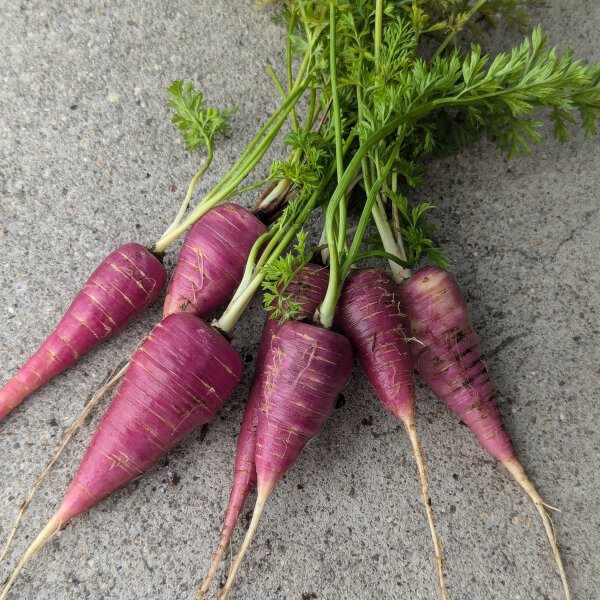 Zanahoria morada ‘Gniff’ (Daucus carota) semillas ecológicas