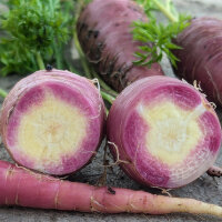 Zanahoria morada ‘Gniff’ (Daucus carota) semillas ecológicas