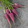 Zanahoria morada ‘Gniff’ (Daucus carota) semillas ecológicas