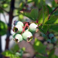 Arándano alto (Vaccinium corymbosum) semillas