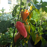Pimiento dulce Roter Augsburger (Capsicum annuum)...