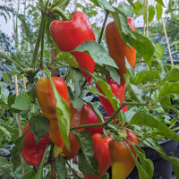 Pimiento dulce Roter Augsburger (Capsicum annuum)...