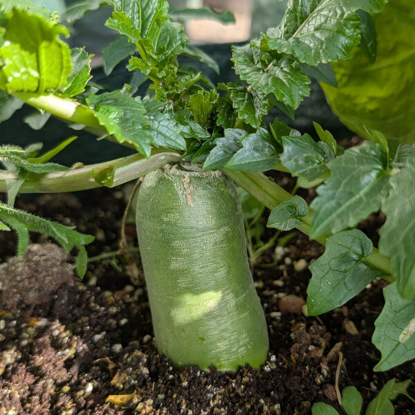 Rábano verde asiático Green Luobo (Raphanus sativus) semillas