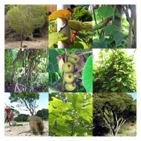 Plantas australianas – Kit de semillas