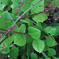 Talino paniculado (Talinum paniculatum) semillas