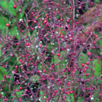 Talino paniculado (Talinum paniculatum) semillas