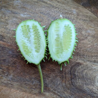 Pepinillo antillano (Cucumis anguria) semillas