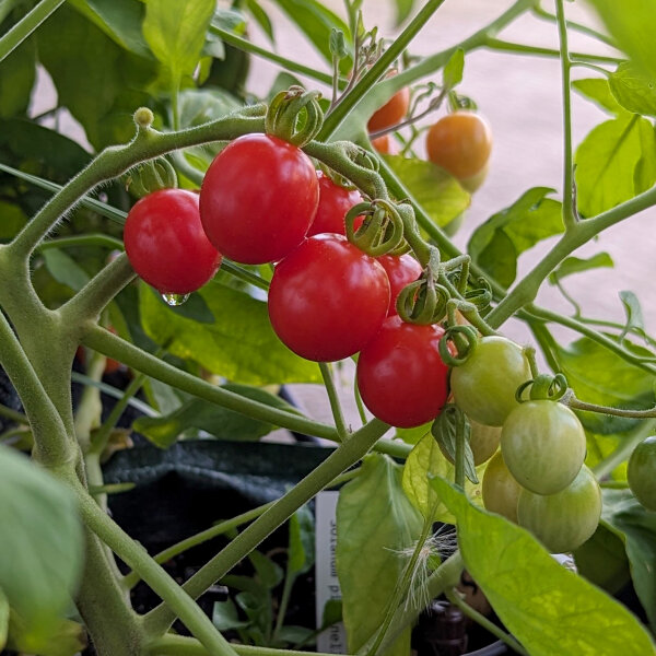 Tomate silvestre ABC Potato Leaf (Solanum lycopersicum) semillas