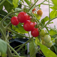Tomate silvestre ABC Potato Leaf (Solanum lycopersicum)...