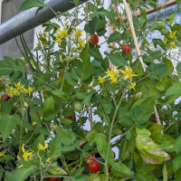 Tomate silvestre ABC Potato Leaf (Solanum lycopersicum)...