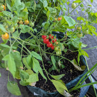 Tomate silvestre ABC Potato Leaf (Solanum lycopersicum) semillas