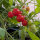 Tomate silvestre ABC Potato Leaf (Solanum lycopersicum) semillas