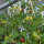 Tomate silvestre ABC Potato Leaf (Solanum lycopersicum) semillas