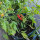 Tomate silvestre ABC Potato Leaf (Solanum lycopersicum) semillas