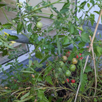 Tomate silvestre rosado (Solanum pimpinellifolium) semillas