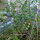 Tomate silvestre rosado (Solanum pimpinellifolium) semillas
