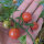 Tomate silvestre rosado (Solanum pimpinellifolium) semillas