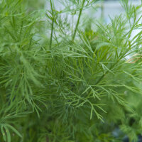 Eneldo Compact (Anethum graveolens) semillas