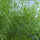 Eneldo Compact (Anethum graveolens) semillas