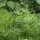 Eneldo Compact (Anethum graveolens) semillas