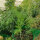 Eneldo Compact (Anethum graveolens) semillas