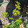 Bupleuro de hojas redondeadas ‘Griffithii’ (Bupleurum rotundifolium) semillas