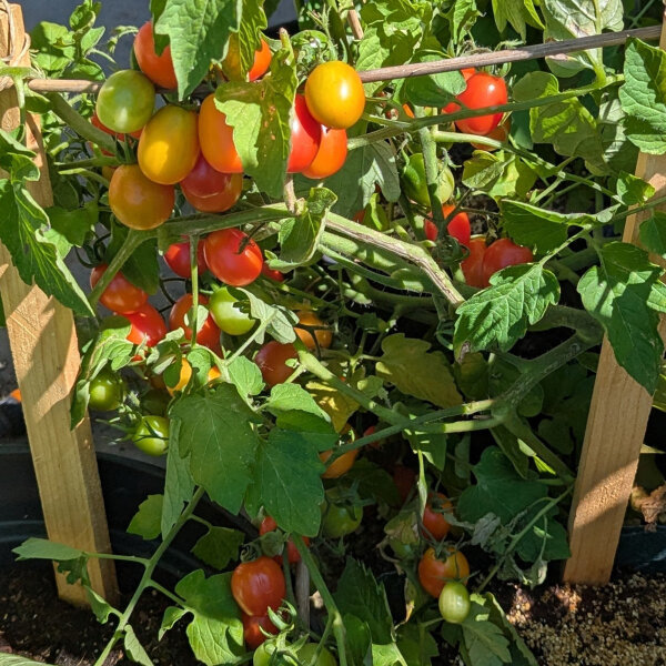 Tomate cherry Principe Borghese (Solanum lycopersicum) semillas