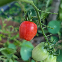 Tomate cherry Principe Borghese (Solanum lycopersicum) semillas
