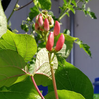 Judía escarlata Hestia (Phaseolus coccineus) semillas