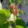 Judía escarlata Hestia (Phaseolus coccineus) semillas