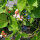 Judía escarlata Hestia (Phaseolus coccineus) semillas