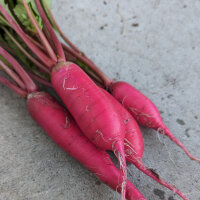 Rábano Rote Riesen (Raphanus sativus) semillas