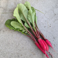 Rábano Rote Riesen (Raphanus sativus) semillas