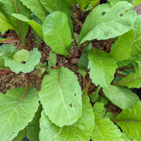 Rábano Rote Riesen (Raphanus sativus) semillas