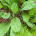 Rábano Rote Riesen (Raphanus sativus) semillas